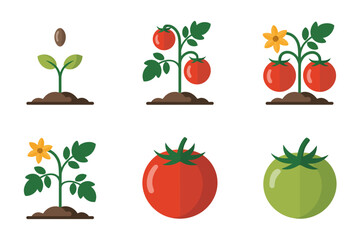 Vegetable tomato growth vector illustrations, sprouting plant stages flowering fruiting harvest, agriculture farming icons, gardening development graphics
