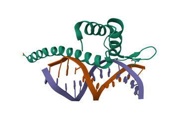Crystal Structure of Transcription Factor TEAD4 in Complex with M-CAT DNA. 3D cartoon model, pdb 5gzb