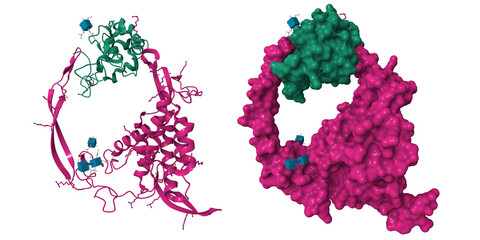 Structure of Wnt3 signaling complex. 3D cartoon and molecular surface models, pdb 6ahy, chain id color scheme