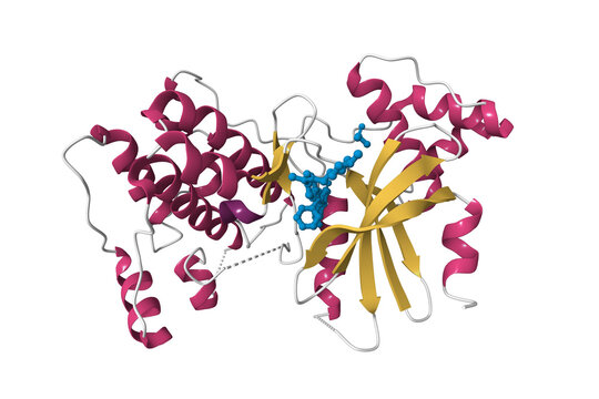 Crystal structure of maternal embryonic leucine zipper kinase MELK in complex with an inhibitor. 3D cartoon model, pdb 5maf, secondary structure color scheme