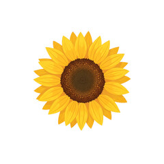 Fototapeta premium A cheerful vector illustration of a single sunflower head, symbolizing nature, summer, and happiness.