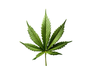 Close-up of a vibrant green cannabis leaf