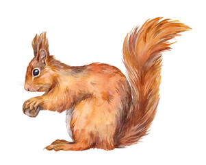 Watercolor illustration of red squirrel (Sciurus vulgaris). The rodent is sitting and holding a hazelnut. Hand-painted forest animal on white background.