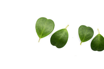 Green leaves of sweetheart hoya plant