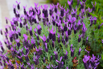 Beautiful purple flowers of French Lavender
