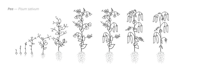 Illustrated growth stages of pea plants. Botanical monochrome black and white hand drawn vector Illustration