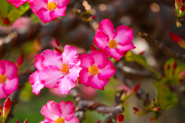 Adenium obesum, Pink desert rose flowers in full bloom.
