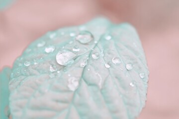 Close-up of a leaf with water droplets, pastel tones