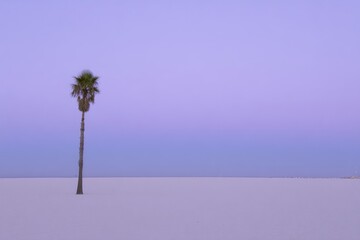 Solitary palm tree on a vast, pale beach under a twilight sky