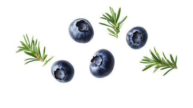 Juniper Berry with half slices falling or floating png 