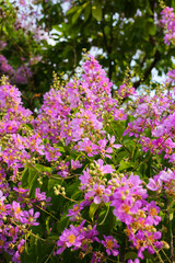 Lagerstroemia speciosa, Queen's crape myrtle , Pride of India.