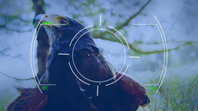 Animation of glitch and viewfinder over eagle