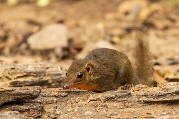 The Northern Treeshrew (Tupaia belangeri) is a small mammal with a slender body, elongated snout, and bushy tail. Its fur is typically brown or greyish-brown, providing camouflage.