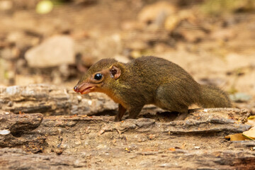 The Northern Treeshrew (Tupaia belangeri) is a small mammal with a slender body, elongated snout, and bushy tail. Its fur is typically brown or greyish-brown, providing camouflage.