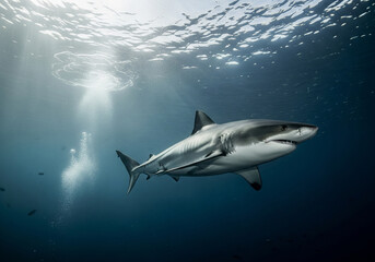 Fototapeta premium A shark swimming in the sea