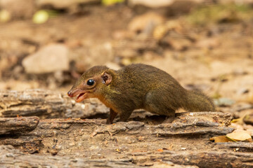 The Northern Treeshrew (Tupaia belangeri) is a small mammal with a slender body, elongated snout, and bushy tail. Its fur is typically brown or greyish-brown, providing camouflage.