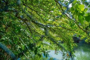 floating market, colombo, srilanka