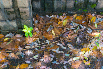 Fallen leaves on the ground with brick wall background,