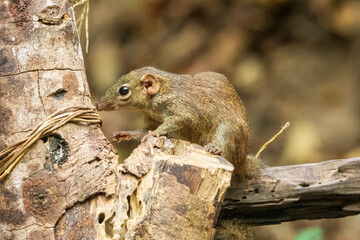 The Northern Treeshrew (Tupaia belangeri) is a small mammal with a slender body, elongated snout, and bushy tail. Its fur is typically brown or greyish-brown, providing camouflage.