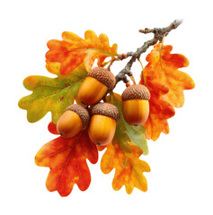 Gathering acorns and autumn leaves nature walk fall isolated on transparent background