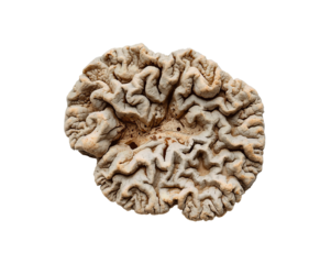 Detailed Anatomical Representation of a Human Brain with Intricate Gyri and Sulci Features