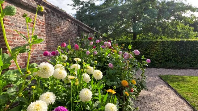 Colorful Dahlia Flowers Along Brick Garden Pathway in Summer