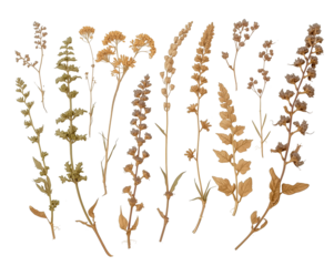 Golden botanical medley, A collection of withered floral specimens against a stark contrasting scene