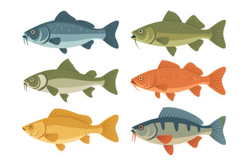 Coastal and freshwater fish trio set, mixed species collection, bass carp perch roach, educational vector icons, colorful aquatic designs