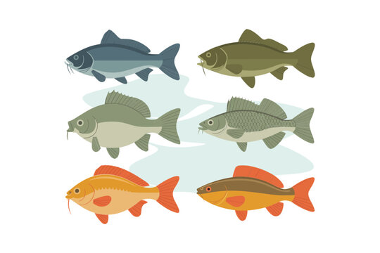 Lake fish variety illustration pack, colorful panfish and baitfish, carp dace roach perch, flat vector elements for nature scenes