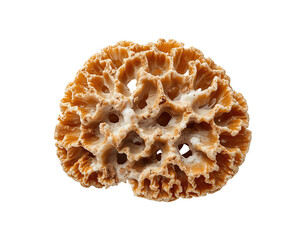 Intricate details of a brain coral specimen showcasing nature's fascinating marine architectures