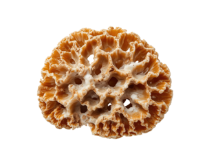 Intricate details of a brain coral specimen showcasing nature's fascinating marine architectures