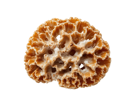 Intricate details of a brain coral specimen showcasing nature's fascinating marine architectures