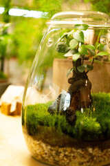 Exploring the Beauty of a Terrestrial Ecosystem Encased in a Glass Terrarium, Featuring Lush Greenery and Tranquil Elements of Nature