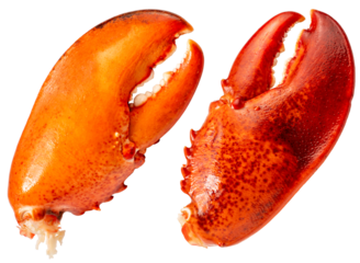 Boiled Lobster claw isolated on white background, Cooked Lobster claw on white With clipping path PNG File.