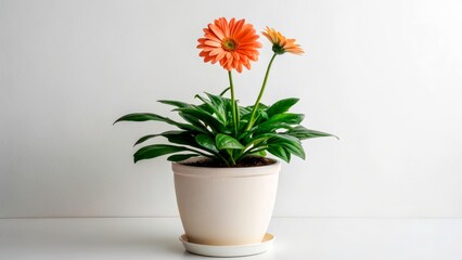 Beautiful orange gerbera daisies in a cream pot brighten a minimalist indoor space