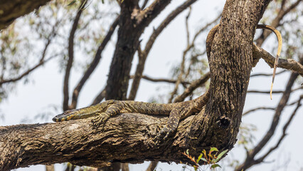 A large greenish-gray Australian lizard with uniform ringed small yellow spots all over its body commonly known as a Sand Goanna or Sand Monitor (Varanus gouldii).