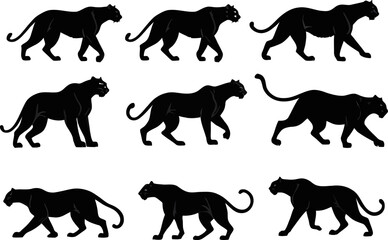Tiger walking pose set, big cat silhouette illustrations, predator animal vector frames, motion study poses for wildlife and nature projects