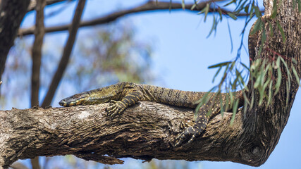 A large greenish-gray Australian lizard with uniform ringed small yellow spots all over its body commonly known as a Sand Goanna or Sand Monitor (Varanus gouldii).