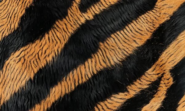 Vibrant and detailed close up of a Bengal tiger fur pattern texture