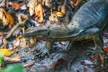 Varanus salvator, commonly known as the Water Monitor, is a large species of monitor lizard found in South and Southeast Asia.