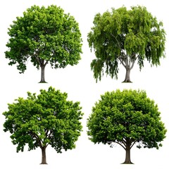 Four diverse green trees isolated on white
