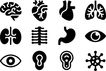 Anatomy glyph icon collection, internal organs and sensory symbols, brain heart lungs kidney eye ear spine elements, medical vector set