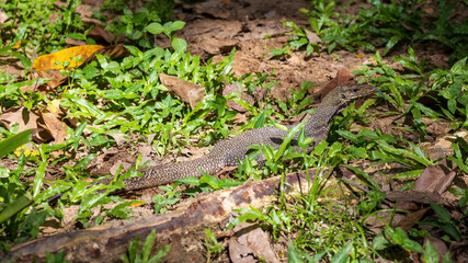 Varanus salvator, commonly known as the Water Monitor, is a large species of monitor lizard found in South and Southeast Asia.