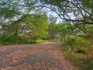 View of tree park at outdoor with blurred background.