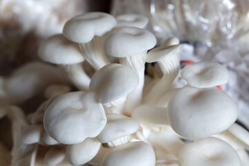 Fresh and Vibrant White Mushrooms in Natural Setting for Culinary Use