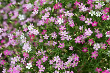 Colorful Blooming Wildflowers in Shades of Pink and White Background