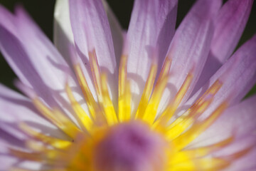 Captivating Close-Up of a Water Lily in Gentle Light