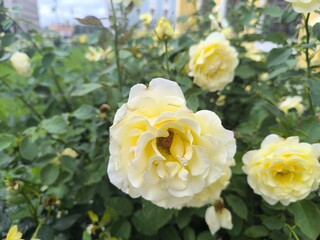 blooming white roses on a summer day