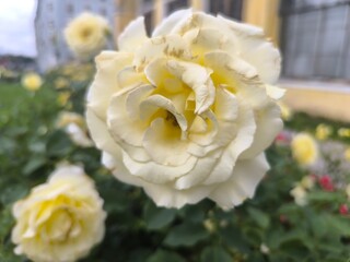 blooming white roses on a summer day