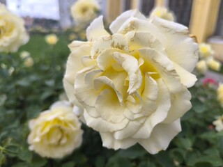 blooming white roses on a summer day